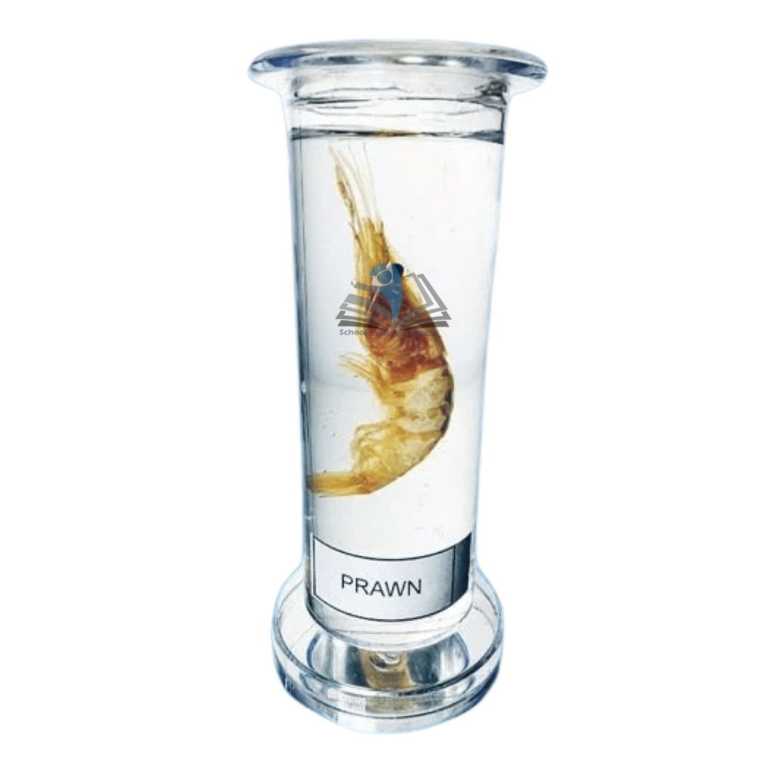Zoology Specimen (Special)